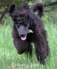 A photo of Ward, a blue standard poodle puppy