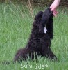 A photo of Ward, a blue standard poodle puppy