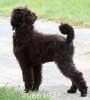 A photo of Ward, a blue standard poodle puppy