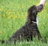 A photo of Welcom, a blue standard poodle