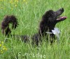 A photo of Lacey Lynn, a blue standard poodle