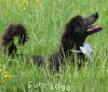 A photo of Welcom, a blue standard poodle