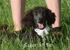 A photo of Welcom, a blue standard poodle