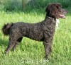 A photo of Welcom, a blue standard poodle