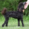A photo of Organza, a blue standard poodle puppy