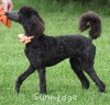 A photo of Ophelia, a blue standard poodle