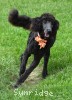 A photo of Ophelia, a blue standard poodle