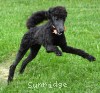 A photo of Organza, a blue standard poodle puppy