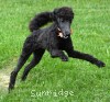 A photo of Ophelia, a blue standard poodle