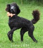 A photo of Organza, a blue standard poodle puppy