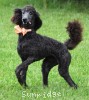 A photo of Ophelia, a blue standard poodle