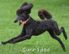 A photo of Ophelia, a blue standard poodle