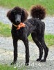 A photo of Organza, a blue standard poodle puppy