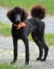 A photo of Ophelia, a blue standard poodle