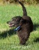 A photo of Blackwell, a blue standard poodle puppy