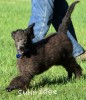 A photo of Blackwell, a blue standard poodle puppy