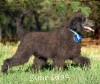 A photo of Blackwell, a blue standard poodle puppy