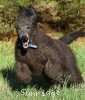 A photo of Blackwell, a blue standard poodle puppy