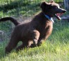 A photo of Blackwell, a blue standard poodle puppy