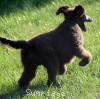 A photo of Blackwell, a blue standard poodle puppy