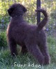 A photo of Blackwell, a blue standard poodle puppy