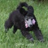A photo of Sunridge WOH In Pink, a silver standard poodle puppy