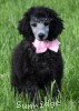 A photo of Sunridge WOH In Pink, a silver standard poodle puppy