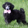 A photo of Sunridge WOH In Pink, a silver standard poodle puppy