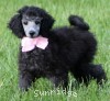 A photo of Sunridge WOH In Pink, a silver standard poodle puppy