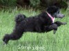 A photo of Sunridge WOH In Pink, a silver standard poodle puppy