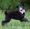 A photo of Sunridge WOH In Pink, a silver standard poodle puppy