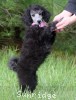 A photo of Sunridge WOH In Pink, a silver standard poodle puppy
