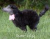 A photo of Sunridge WOH In Pink, a silver standard poodle puppy
