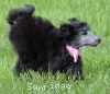 A photo of Sunridge WOH In Pink, a silver standard poodle puppy