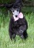 A photo of Sunridge WOH In Pink, a silver standard poodle puppy