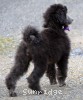 A photo of Phoebe, a silver standard poodle puppy