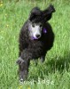 A photo of Phoebe, a silver standard poodle puppy
