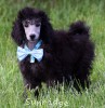 A photo of Bolivar, a silver standard poodle puppy