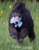 A photo of Bolivar, a silver standard poodle puppy