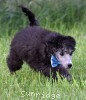A photo of Bolivar, a silver standard poodle puppy
