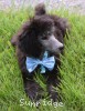 A photo of Bolivar, a silver standard poodle puppy