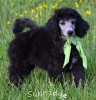 A photo of Grainger, an abstract silver standard poodle