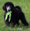A photo of Grainger, an abstract silver standard poodle