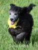 A photo of Sunridge Midnight Piper, a silver standard poodle