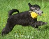 A photo of Sunridge Midnight Piper, a silver standard poodle