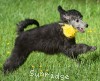 A photo of Sunridge Midnight Piper, a silver standard poodle