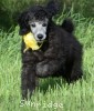 A photo of Sunridge Midnight Piper, a silver standard poodle