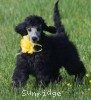 A photo of Sunridge Midnight Piper, a silver standard poodle