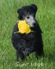 A photo of Sunridge Midnight Piper, a silver standard poodle