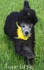 A photo of Sunridge Midnight Piper, a silver standard poodle